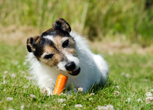 Hund spiser gulrot