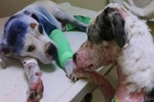 Sammie og Simon: Ekte vennskap mellom mishandlede hunder