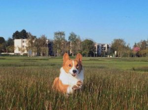 Loki, en av de mest berømte hundene på internett, er død