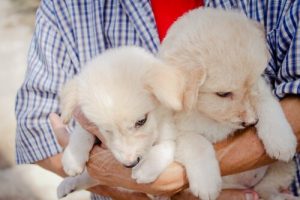 10 trinn for å gjøre ting klart for din adopterte hund