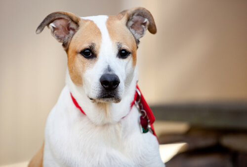 Vennlig blandingsrase