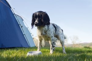 10 uventede ting som kan forgifte hunden din