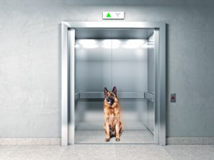Dyrs intelligens: En hunds reaksjon på å fanges i en heis