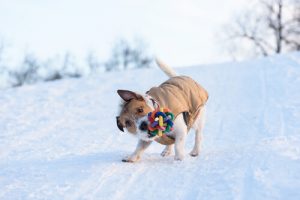 Hvorfor er det slik at hunder rister lekene sine?