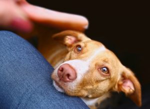 Hvordan kan du få hunden din til å slutte å tigge etter mat?