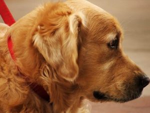 7 hjemmelagede midler mot loppebitt