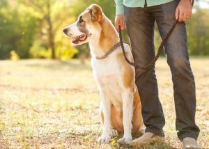 5 triks for å fjerne hundehår fra klærne dine