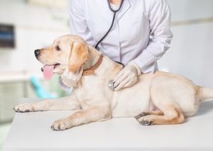 Det fantastiske sykehuset som gir håp til glemte dyr