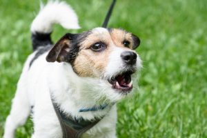 Slik kontrollerer du bjeffingen til hunden din