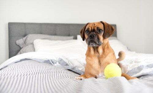 Hund i sengen