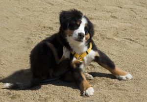 Hund med loppeallergi