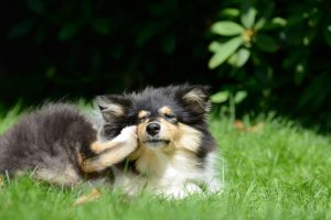 6 hjemmetiltak for å bekjempe lopper