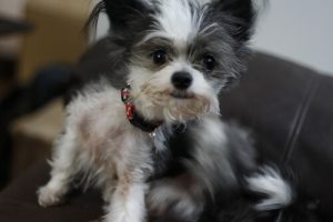 Våre foretrukne loppemidler for kjæledyr