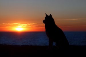 Sorg over kjæledyr: Det samme som å sørge over en person?