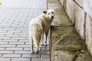 Selv om du forlater hunden vil den fortsette å elske deg