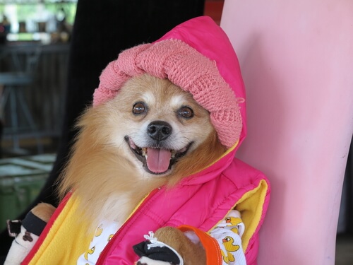 Vent! Du må ikke humanisere kjæledyret ditt