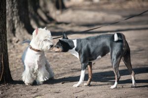 4 ting som kan gi hunden din panikk