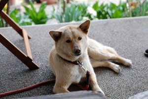 Dette kan du gjøre dersom kjæledyret ditt har blitt forgiftet