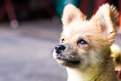 Kastrering av hunder