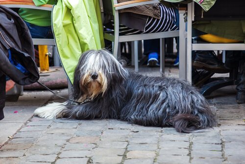 Hund ligger ved et bord