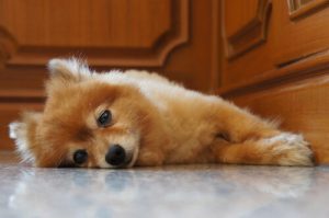 Hvordan kan du berolige en skrikende valp?