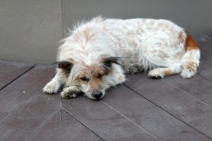 Slik oppdager du om noe er galt med hunden din