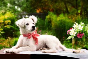 Ikke gjør det! Ting hunden din hater