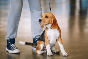 Hunden din kjenner deg bedre enn noen andre