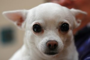 Slik renser du søvn fra hundens øyne