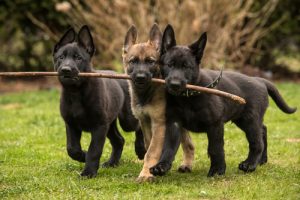 Familiehunder: De 8 mest populære familiehundene