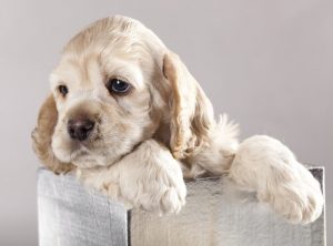 Jeg ville ikke adoptere en hund – trodde jeg