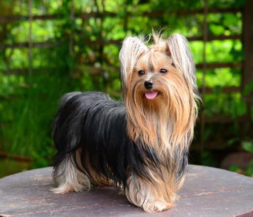 Yorkshire Terrier