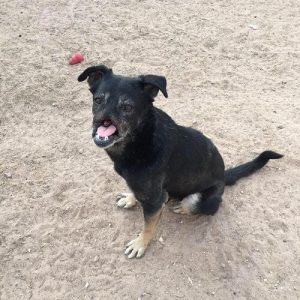 Møt Anubis, hunden som reiste 11.000 km til et hjem