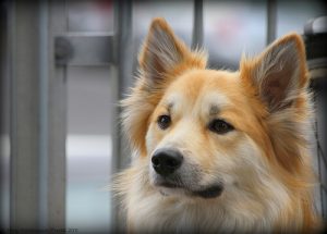 Lær hvordan du kan rense ørene til hunden din