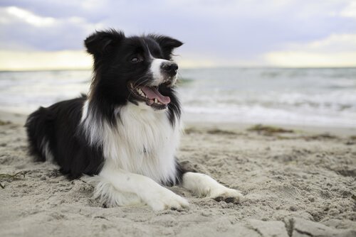 Border Collie på stranden