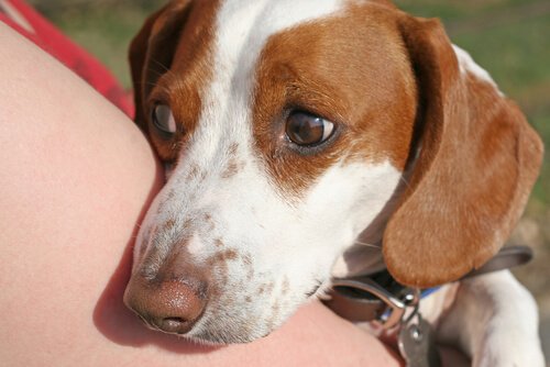 gammel hund urolig om natten