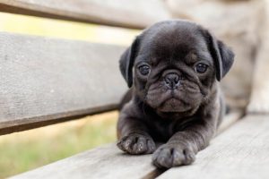 Lær hvordan du kan forstå hva hunden din tenker