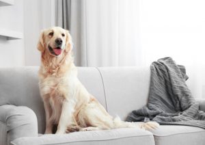 Tips for å fjerne hundehår rundt i huset