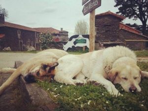 En hundeadopsjonskampanje som drives av et melkefirma? Det er sant!