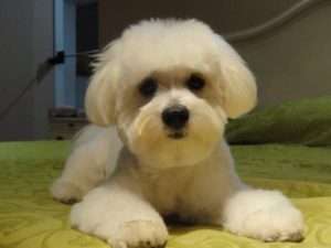 Leilighetshunder: Raser som kan bo i små hjem