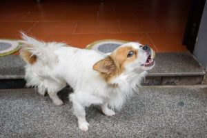 Lær hunden din å snakke: Det er enkelt!