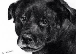 Mobilisering på sosiale nettverk etter at Cholito døde