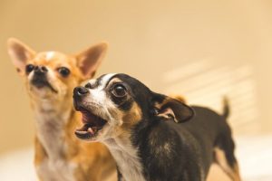 Hvordan kan du få hunden din til å slutte å bjeffe for alt mulig?