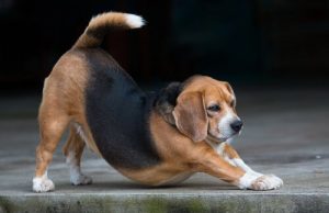 5 tegn på at hunden trenger hjelp