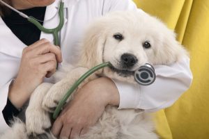Hund hos veterinær