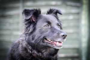 Hvordan kan du roe ned en hund med raserianfall?