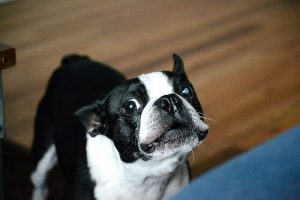 Vet du hvorfor hunder uler?