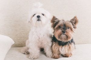 Virkelighet eller myte: Ett hundeår er det samme som syv menneskelige år