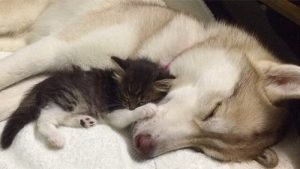 Lilo, Huskyen som adopterte en katt