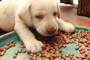 Spiser hunden din mye? Her er hvordan du kan forhindre det